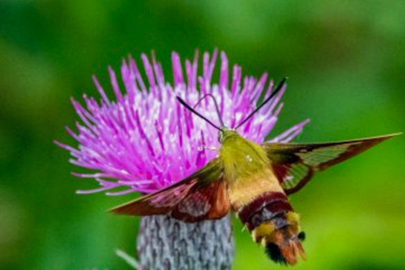 WSURA presents: Wetland Wanders tour of Pearl's Fen